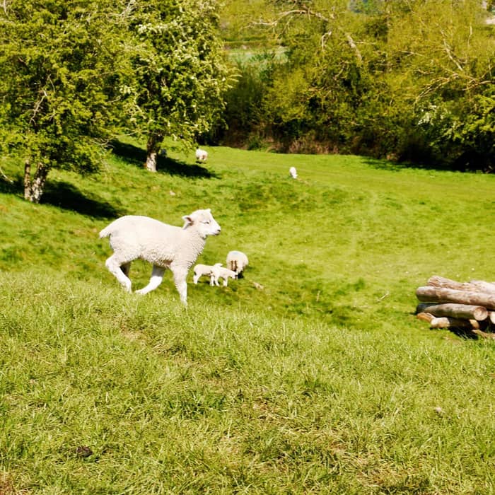 Once out of lockdown, discover the wildlife of the Three Hills Walk 2/3.